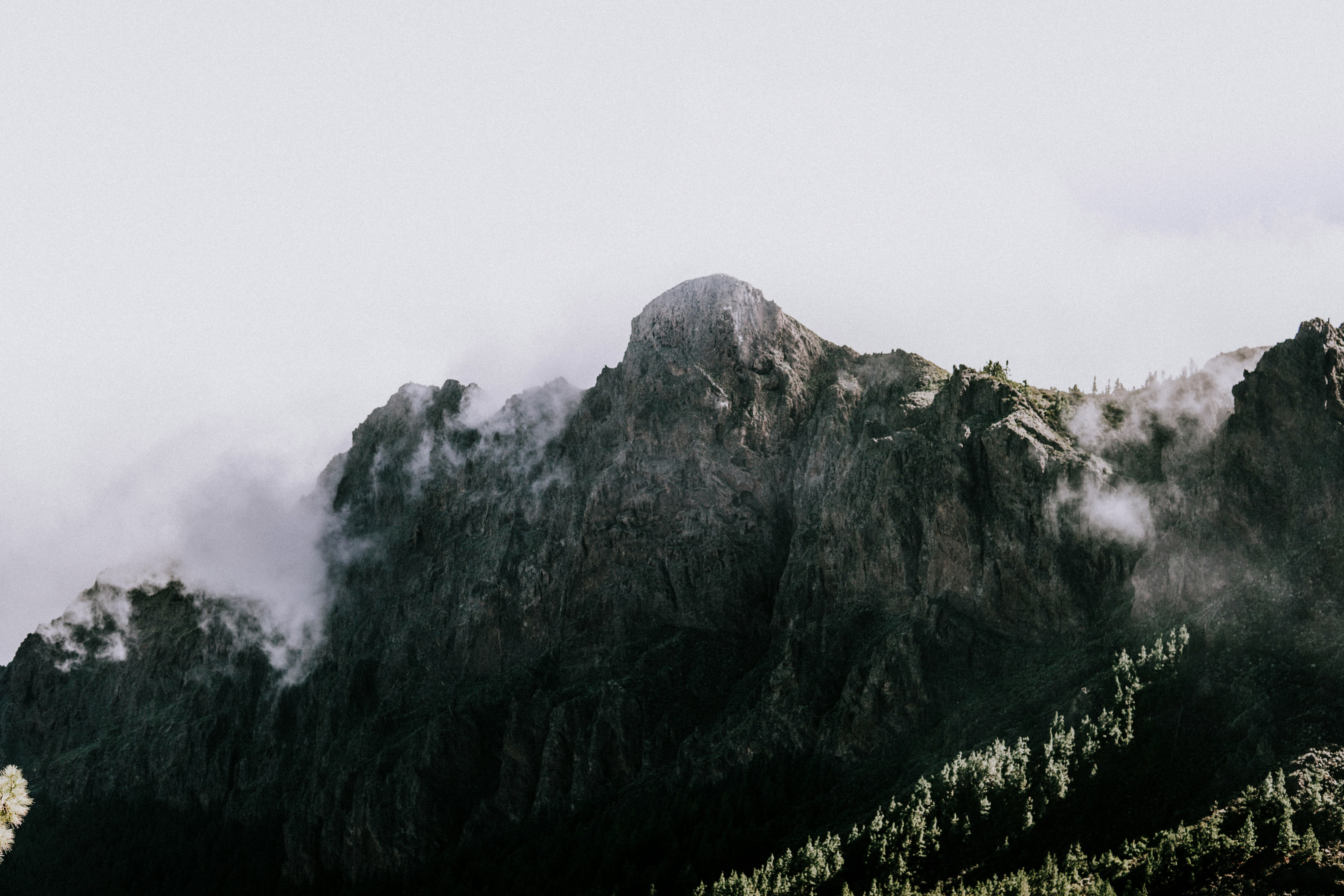 mountain with trees